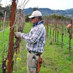 How to Prune a Grapevine